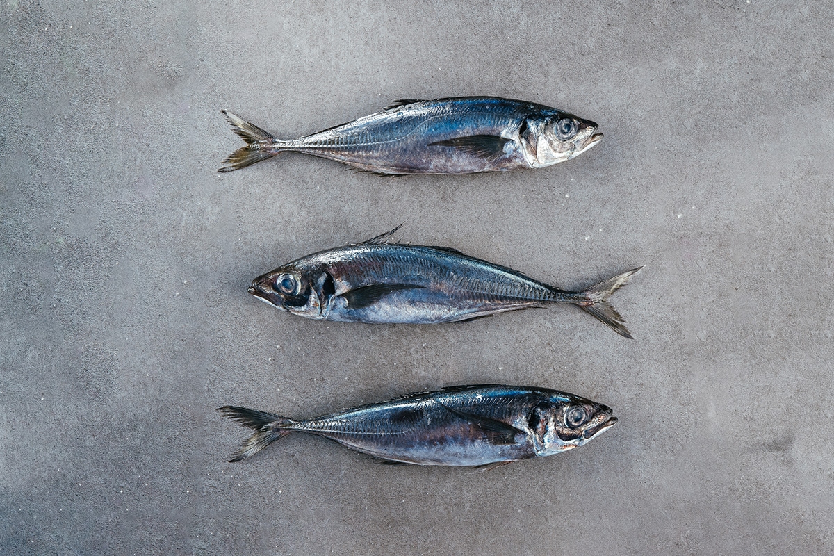Bilde til Horse Mackerel - Trachurus trachurus