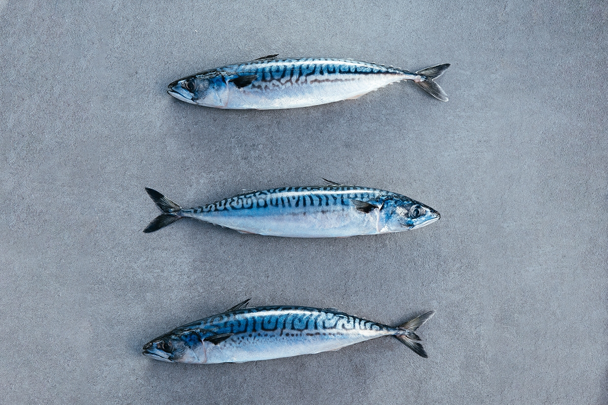 Bilde til Mackerel - Scomber Scombrus