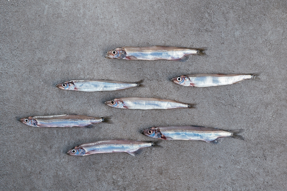 Capelin (Mallotus Villosus)