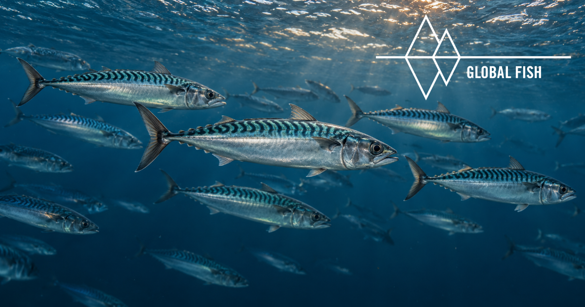 Mackerel 2027: Higher Catch Advice, Recovery Fragile